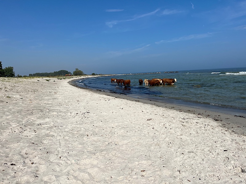 Kühe stehen im Meer und baden