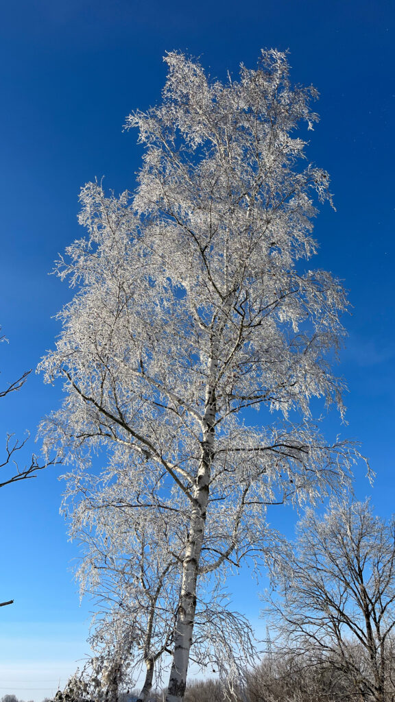 Baum im Schnee